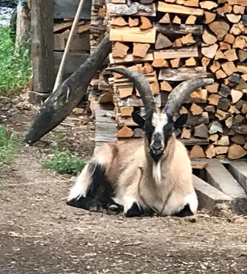 Wiesenhof Collalbo Bagian luar foto