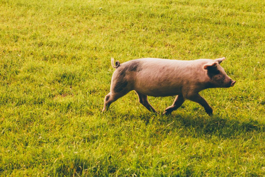 Wiesenhof Collalbo Bagian luar foto